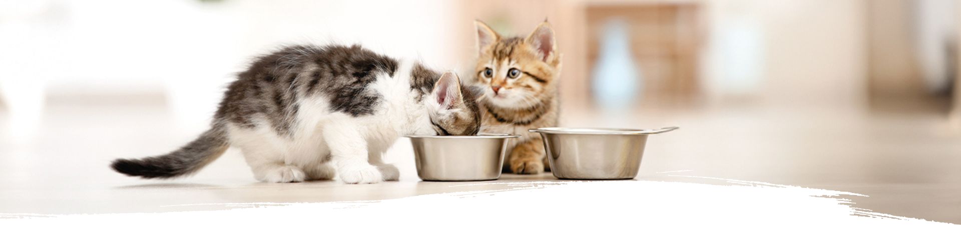 Zwei Kitten fressen aus Futterschalen – ein wichtiges Thema für 'Kitten richtig füttern' und gesunden Start ins Leben.