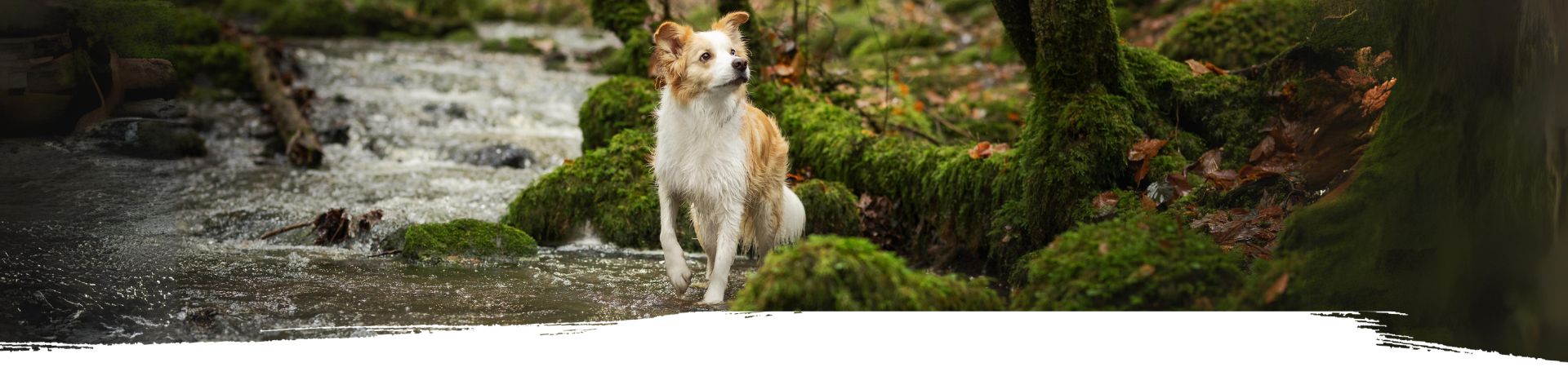 Mann und Frau sitzen mit ihrem Hund im Wald auf dem Boden