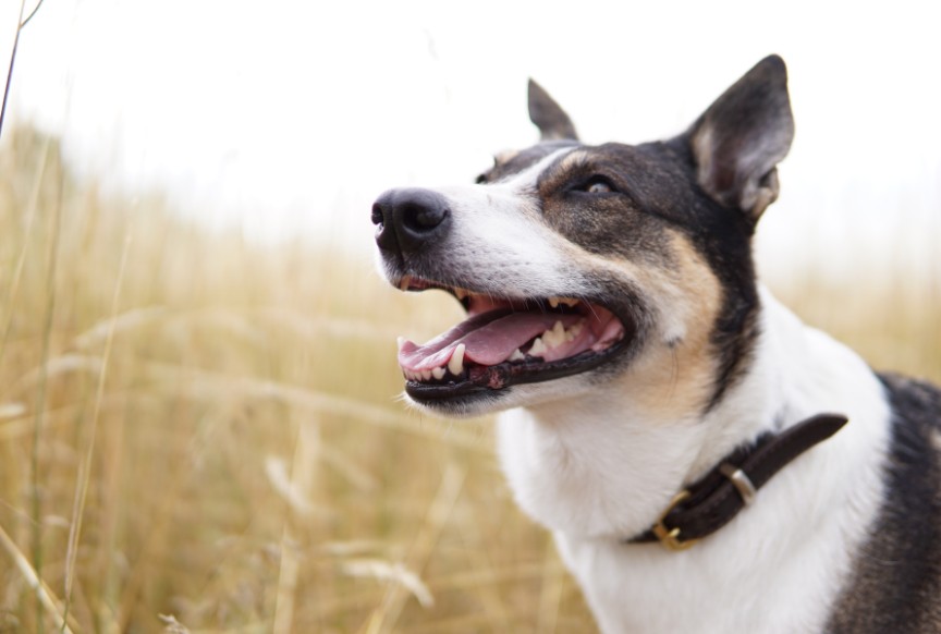 Unterschiede in Kommunikation bei Wolf und Hund