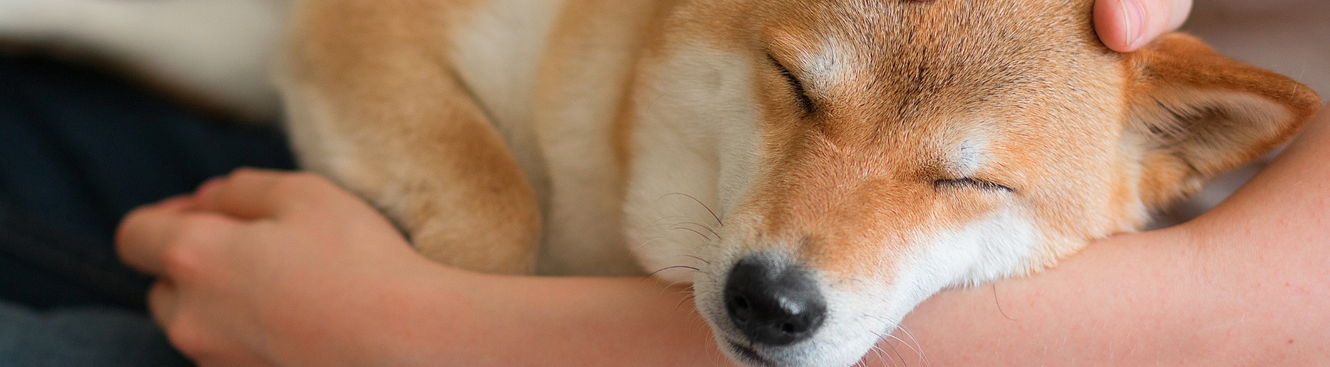 Silvester mit deinem Hund