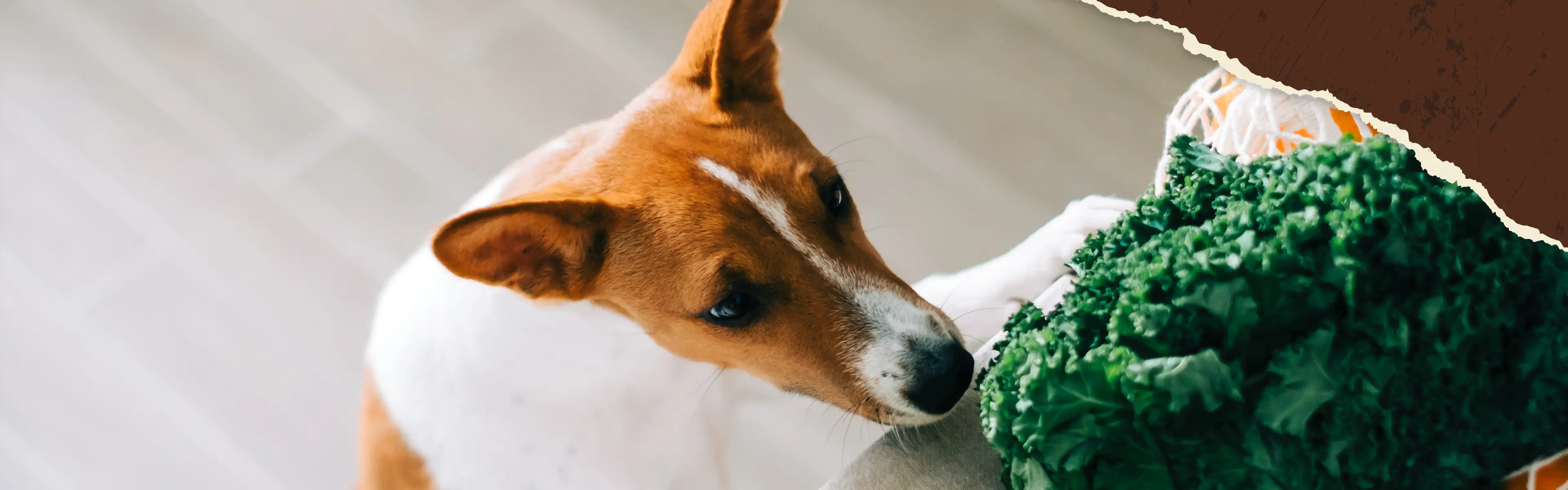 Ein Hund steht auf den hinteren Beinen in der Küche und lehnt sich an die Arbeitsplatte, wo viel unterschiedliches Essen liegt