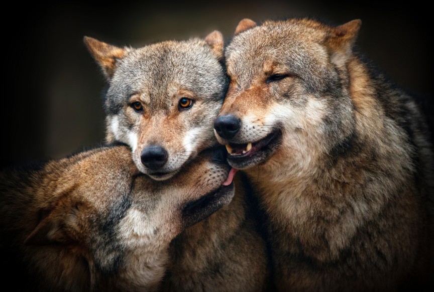 Taktile Kommunikation bei Wolf und Hund
