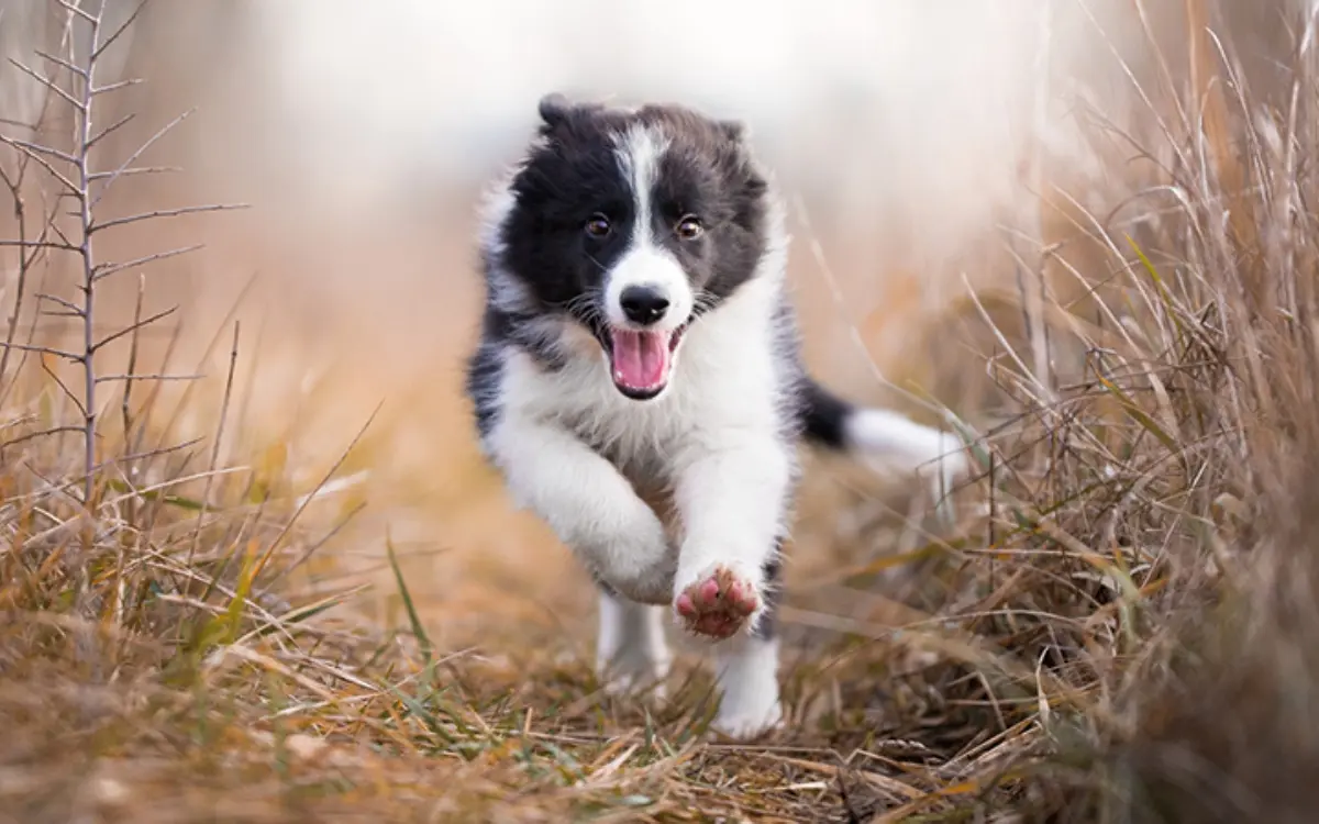 Welpe rennt über eine Wiese und schaut nach vorn.