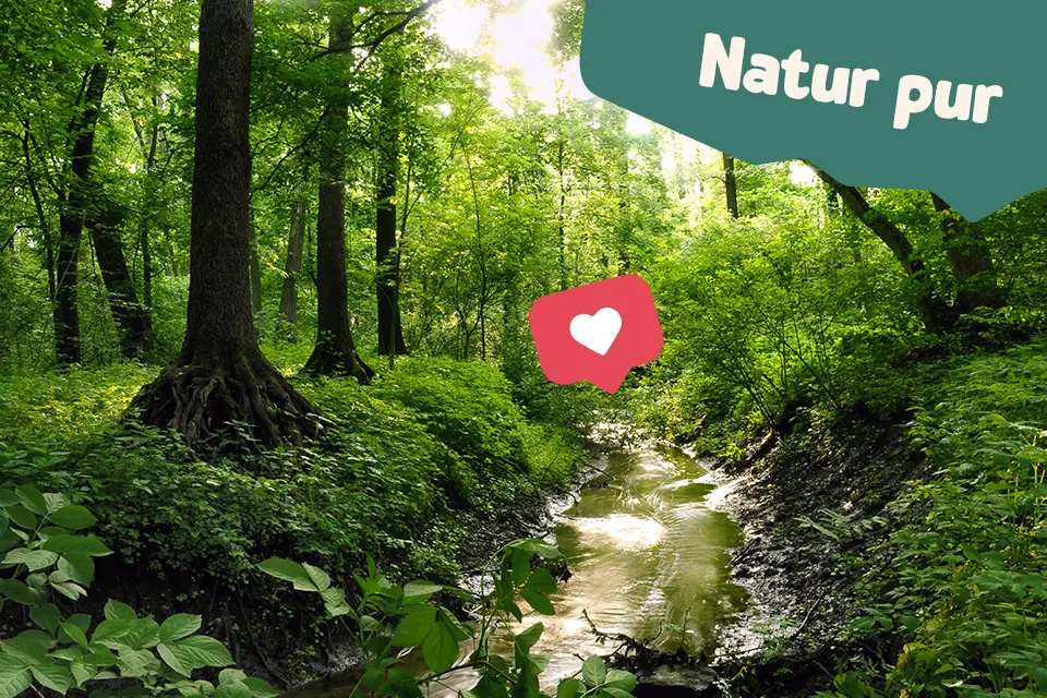 Natur pur: Eine idyllische Waldlandschaft mit einem plätschernden Bach – inspiriert von der Kraft der Natur.