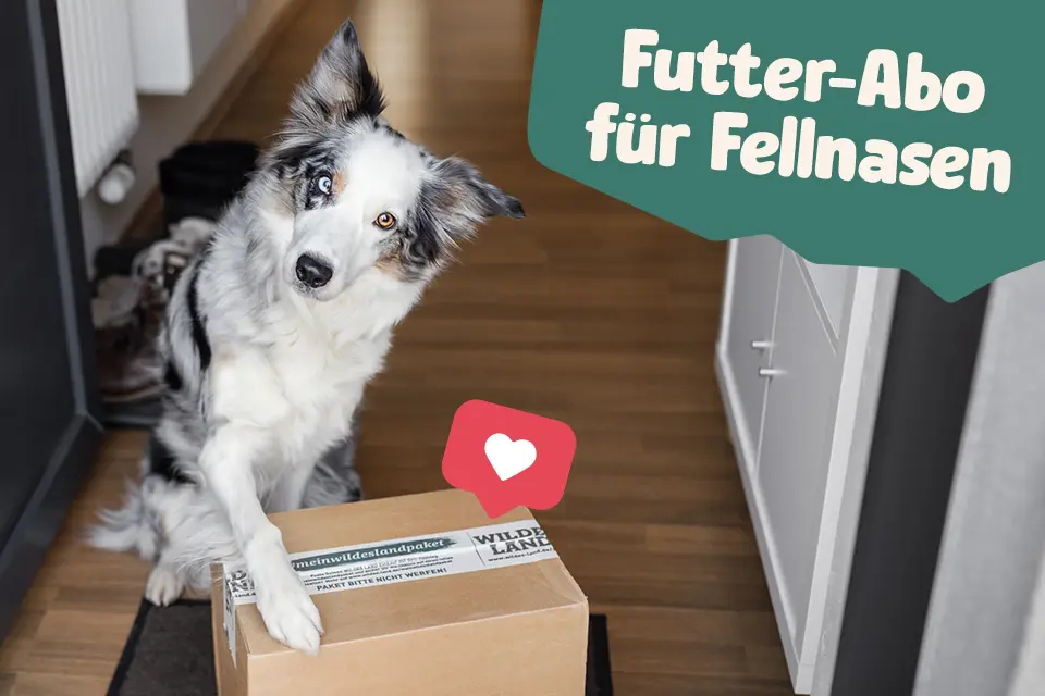 Futter-Abo für Fellnasen: Bequemes Wildes Land Abo direkt nach Hause geliefert – für glückliche Hunde und entspannte Besitzer.