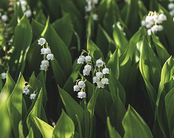 card-image
