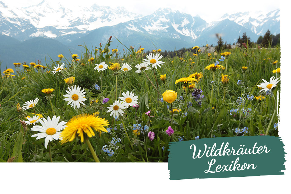 Wildes Land Wildkräuter Lexikon