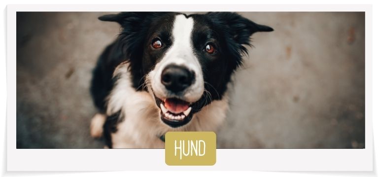 Hundefutter & Zubehör