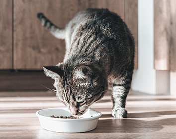 A tabby cat eating dry food from a white bowl on a wooden floor in a sunlit kitchen.