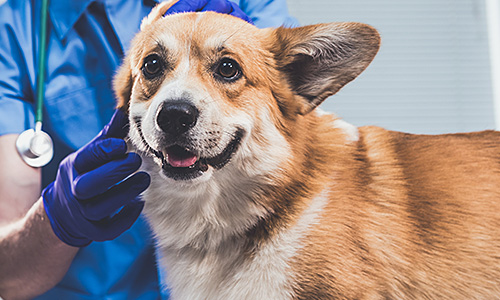 A brown and white corgi with perked ears and a fluffy coat is being examined by a veterinarian. The dog has a happy and relaxed expression, with its mouth slightly open. The veterinarian is dressed in blue medical scrubs and purple latex gloves. The veterinarian is gently holding the corgi's head, carefully inspecting its ear. A stethoscope hangs around the vet’s neck, indicating a professional medical setting. The background is blurred, suggesting a clinical environment or veterinary surgery.