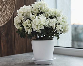 card-image
