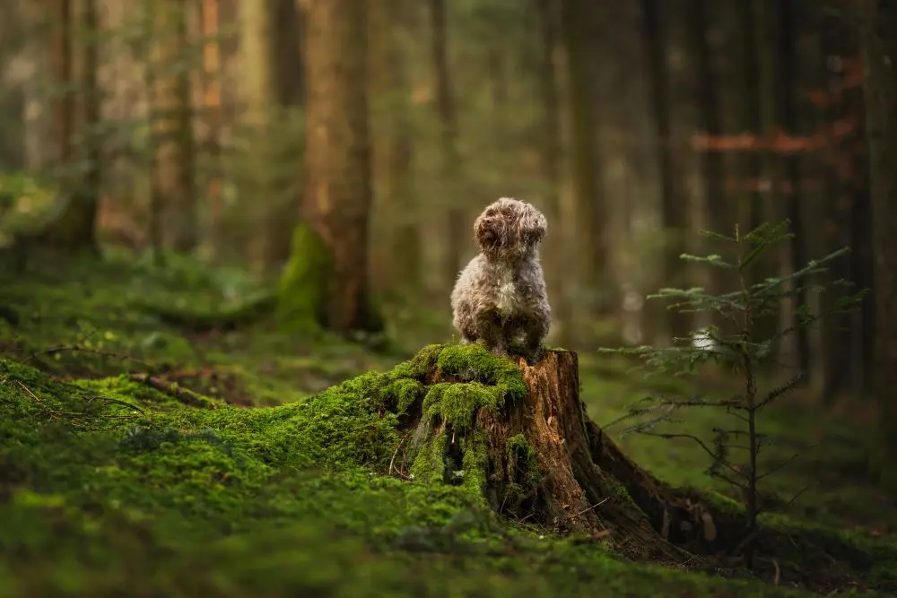 Kleiner Hund sitzt auf einem Baumstamm im Wald