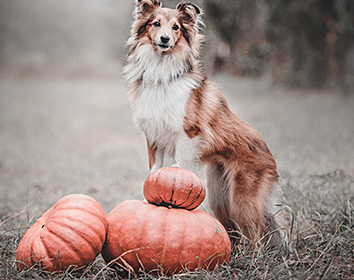 A Shetland Sheepdog standing on grass outdoors with one paw resting on a small pumpkin, beside two larger pumpkins, looking alert against a soft, muted background.