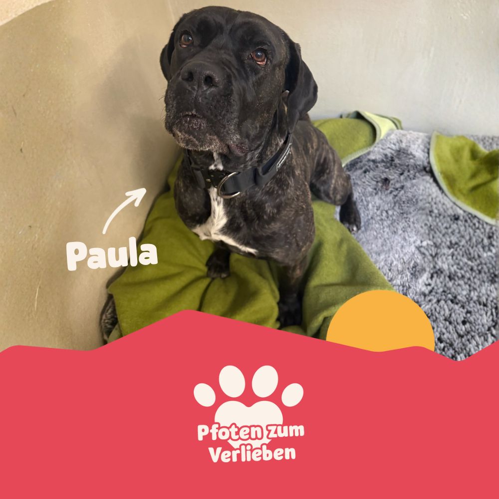 Pfoten zum Verlieben - Hund - Paula