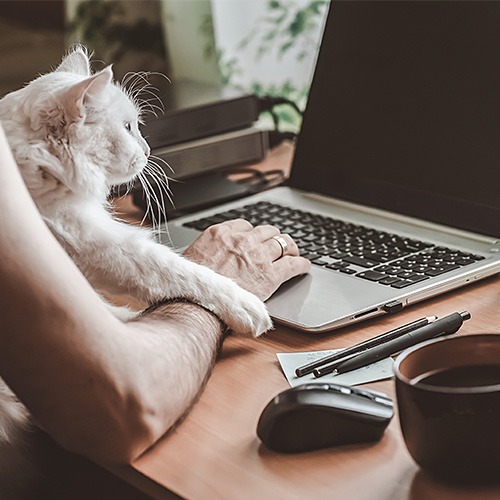 Working from Home with a Cat [Book]