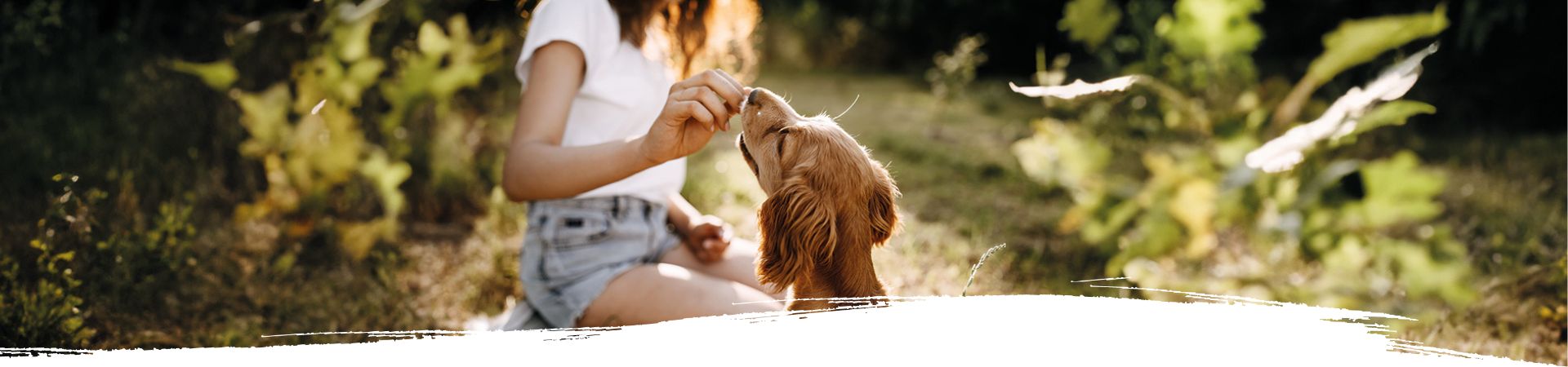 Drei niedliche Golden Retriever Welpen fressen aus ihren Näpfen auf einer grünen Wiese. Im Hintergrund ist ein Garten mit Pflanzen und Sträuchern zu sehen.