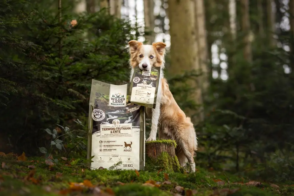 Ein beige-weißer Hund steht in einem Wald hinter einem Baumstumpf, auf dem eine Verpackung PawPrint Trockenfutter von Wildes Land, Sorte Tierwohl-Trutahn & Ente, platziert ist.