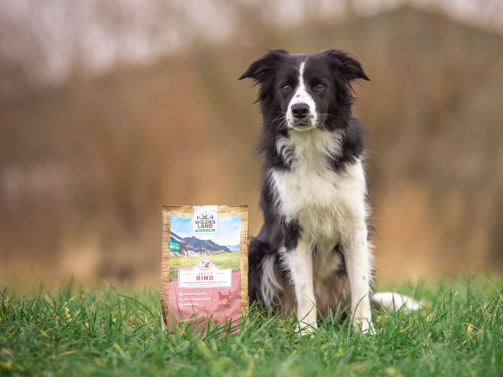Eine Hund sitzt in der grünen Wiese neben ihm steht eine Packung „Wildes Land“-Hundefutter Rind, während der Hund aufmerksam daneben sitzt. Die Szene betont die Natürlichkeit und Qualität des Futters.