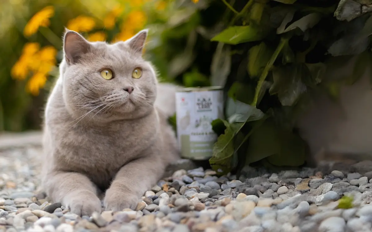 Katze liegt auf Kiessteinen im Garten, im Hintergrund steht eine Dose Katzenfutter.
