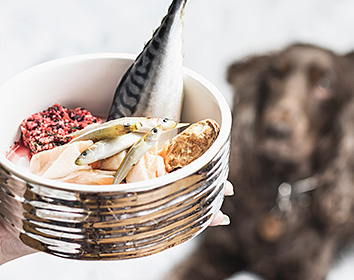 A hand holding a dog bowl filled with raw ingredients including whole small fish, a fillet of salmon, a mackerel tail, minced meat and a piece of cooked potato, with a brown long‑haired dog sitting expectantly in the blurred background.