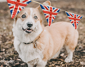 A Corgi standing outdoors beneath a string of Union Jack bunting, looking up with an alert and cheerful expression.