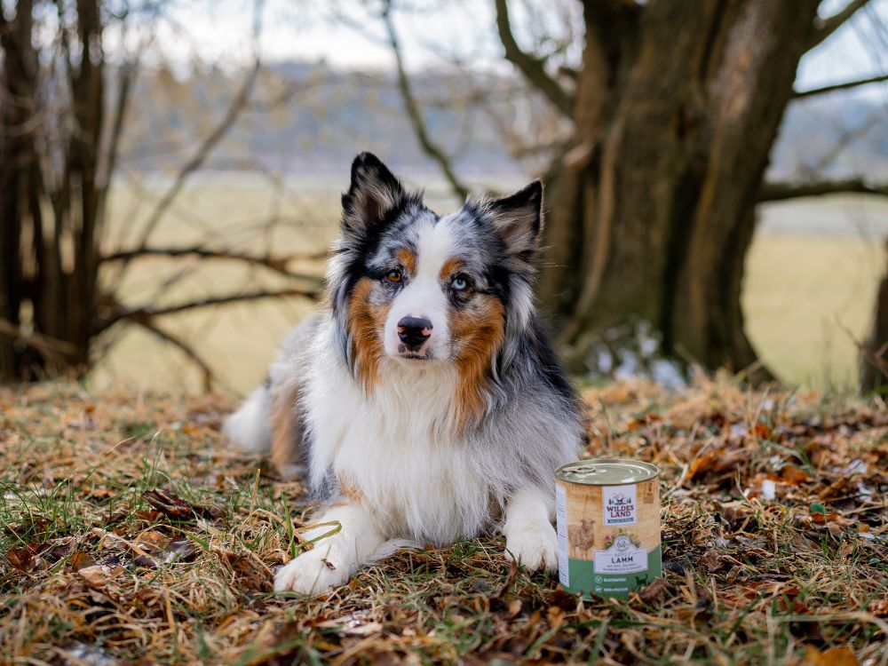 Eine Hund sitzt in der grünen Wiese neben ihm steht eine Packung „Wildes Land“-Hundefutter Rind, während der Hund aufmerksam daneben sitzt. Die Szene betont die Natürlichkeit und Qualität des Futters.