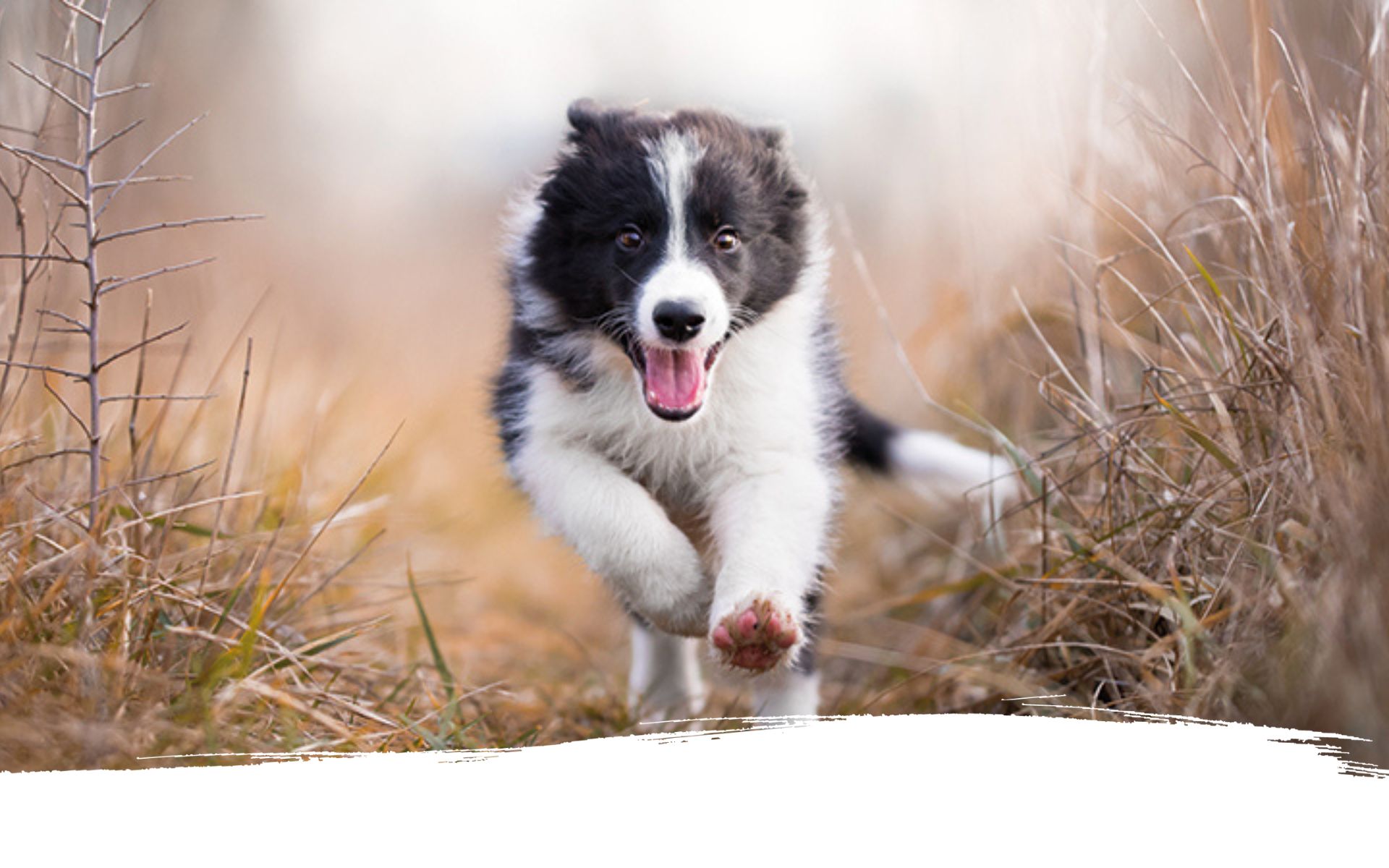 Ein Welpe Zieht Ein Martin Rütter Wie füttere ich meinen Welpen richtig? Tipps zur Fütterung & Futtermenge