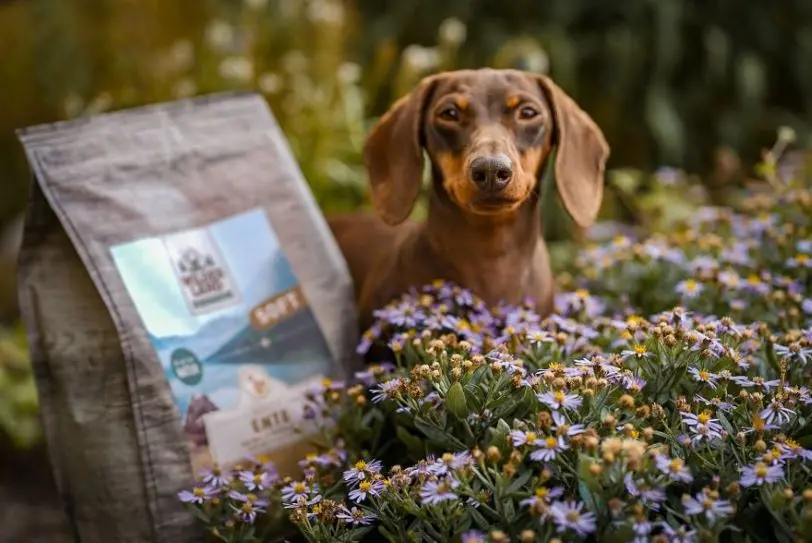 Dackel sitzt in einer Blumenwiese, neben ihm steht ein Sack Wildes Land Softfutter der Sorte Ente.