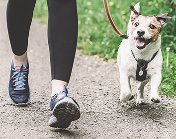 A person walking a happy small dog on a lead along a gravel path, with grass and flowers on the side.