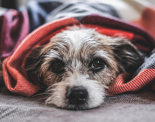 A small, scruffy dog lying down, wrapped in a grey and red blanket with its head poking out. Looking directly at the camera and looking unwell.