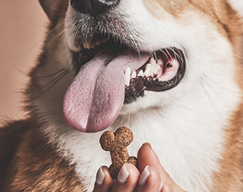 Close-up of a dog with its mouth open and tongue out, eagerly looking at a bone-shaped treat held by a person.