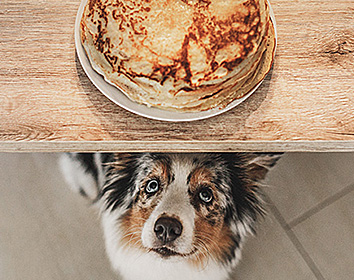 A dog with a fluffy tricolour coat looking up eagerly from beneath a wooden table, where a plate stacked with golden pancakes is placed just out of reach.