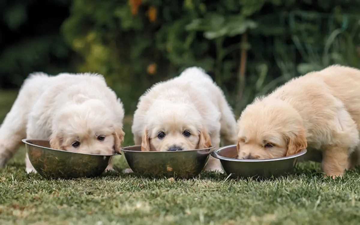 Drei Welpen fressen nebeneinander aus Futternäpfen im Garten.